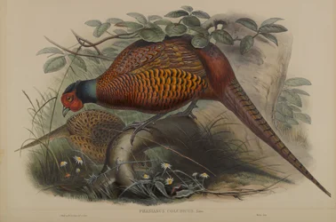 Phasianus Colchicus: Gemeiner Fasan